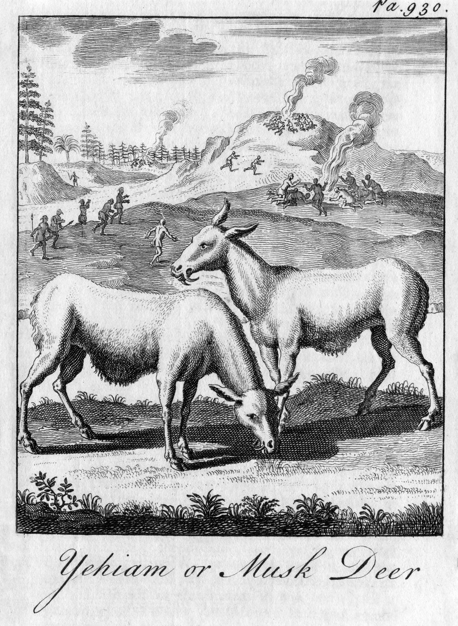 Yehiam o cervo muschiato, XVIII secolo da Unbekannt