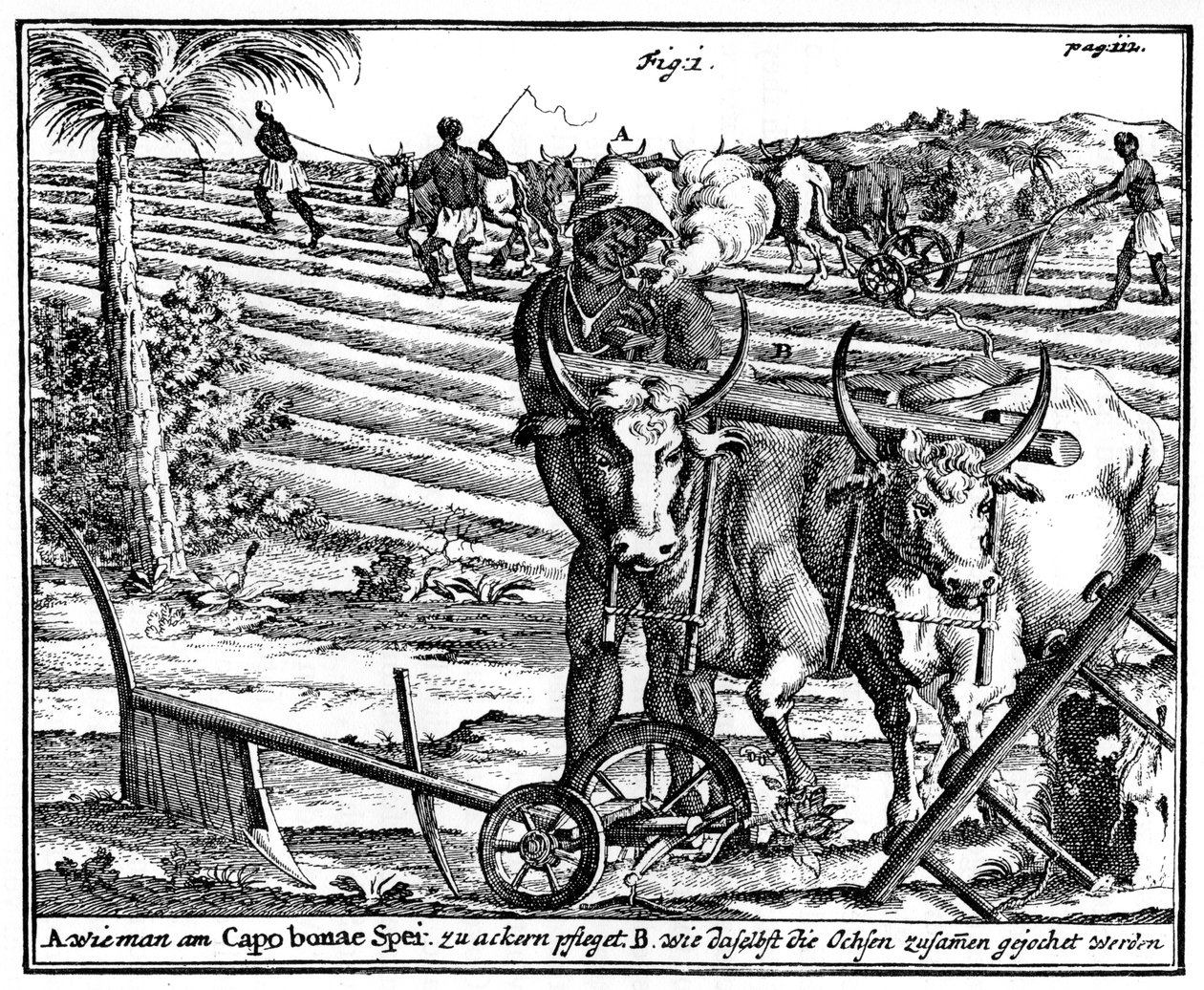 Giogo di buoi e aratura dei campi, Sudafrica, XVIII secolo da Unbekannt