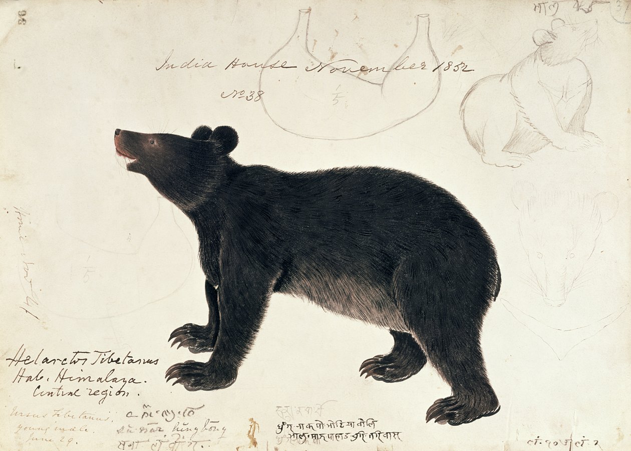 Disegno di un Orso Nero Asiatico, Ursus Tibetanus, dalla Regione Centrale dell