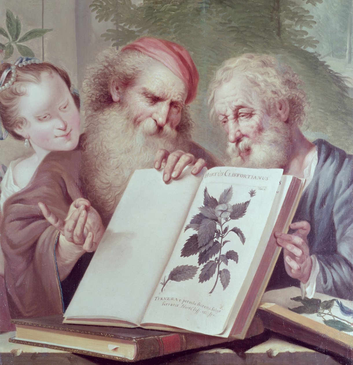 Illustrazione da Hortus Cliffortianus, di Carl Linnaeus (1707-78) pubblicato ad Amsterdam 1737-38 da Unbekannt Unbekannt