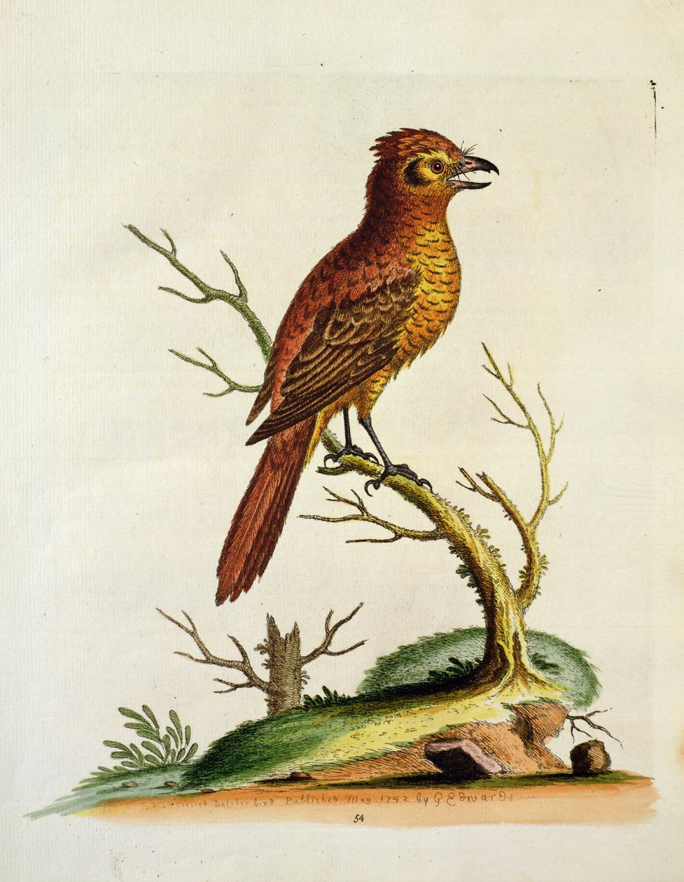 Uccello Indian Great Crested Bulcher, pub. maggio 1742 da G.E. Inard da Unbekannt Unbekannt