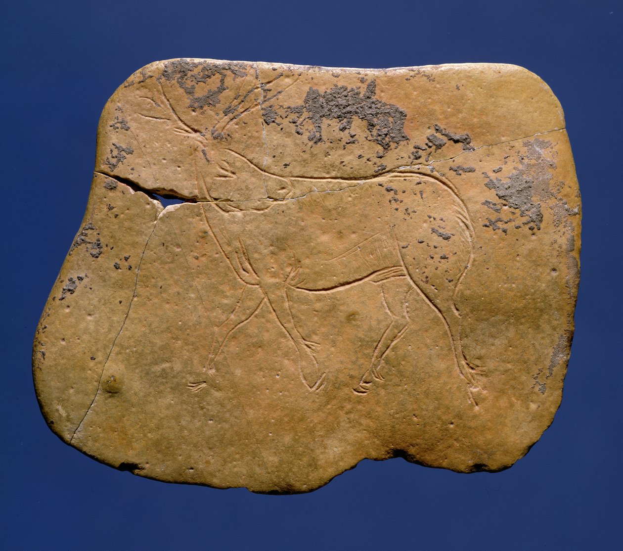 Renna, disegno inciso su calcare, Paleolitico, Magdaleniano V, da Laugerie Basse, Dordogna, c.12000 a.C. da Unbekannt Unbekannt