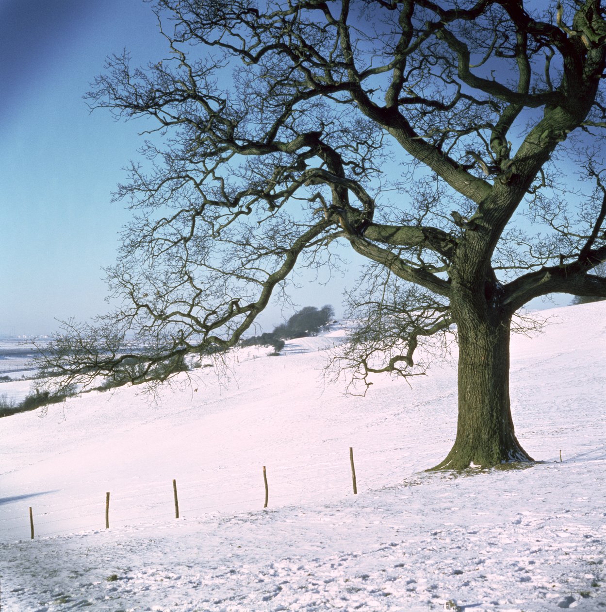 Paesaggio invernale, Hockley Downs, Essex da Unbekannt Unbekannt