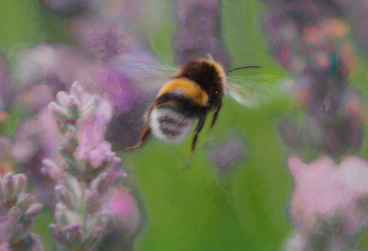 Ape nella lavanda, 2018 da Unbekannt Unbekannt