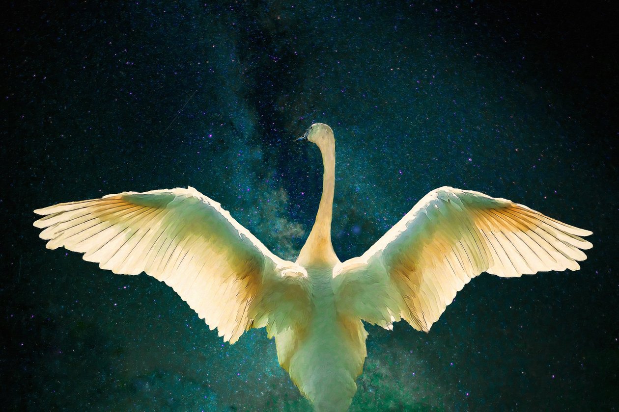 Cigno, 2017 da Unbekannt Unbekannt