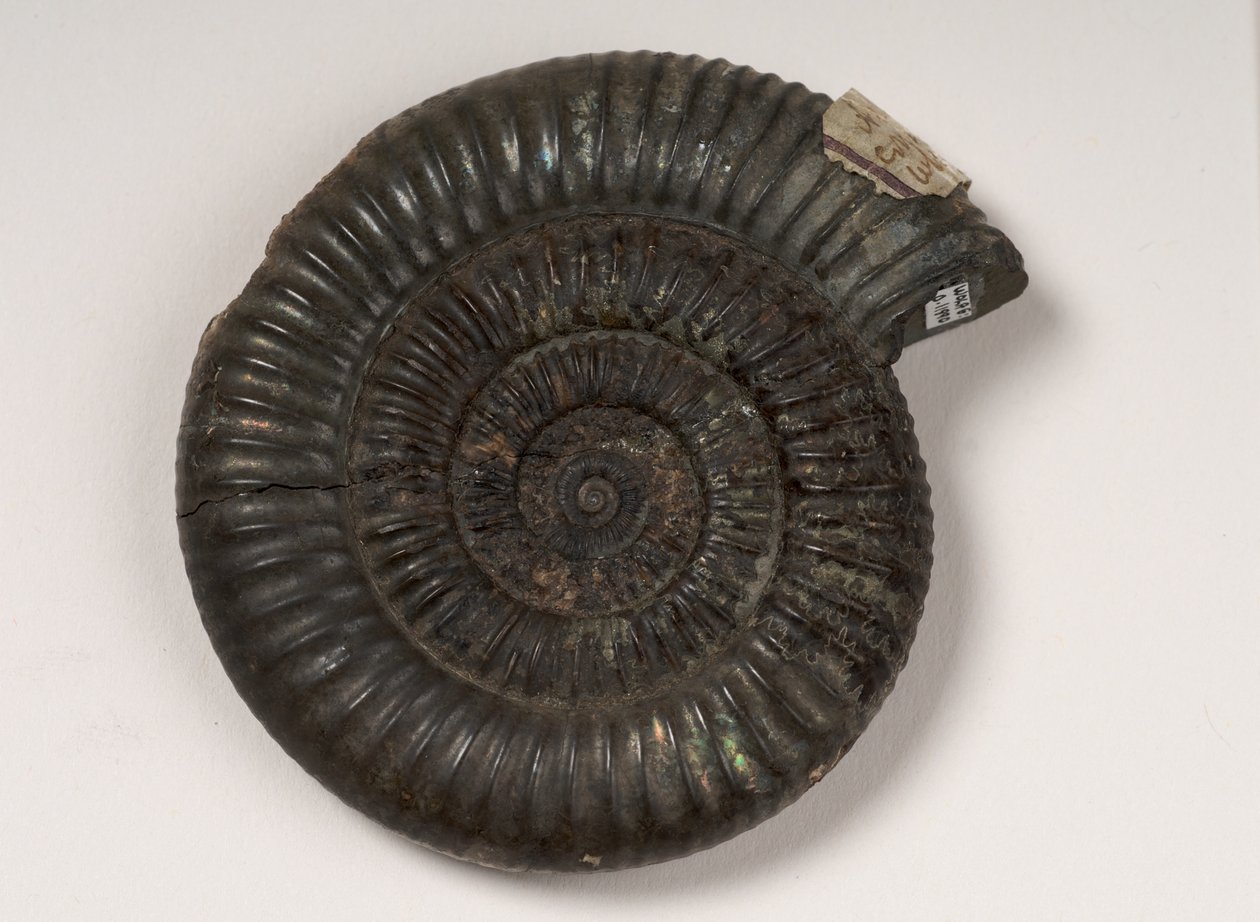 Fossile di ammonite identificato come Dactylioceras sp., circa 190 milioni di anni fa da Unbekannt Unbekannt