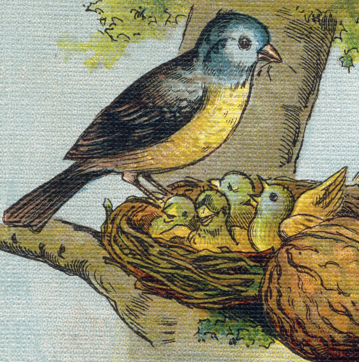 Un uccello nutre i suoi piccoli in un nido. Incisione in "Alphabet de ma petite fille". Bernardin-Bechet e Fils, librai-editori, Parigi, circa 1895. Album infrangibile su tela. Bibliothèque des Bebes. da Unbekannt