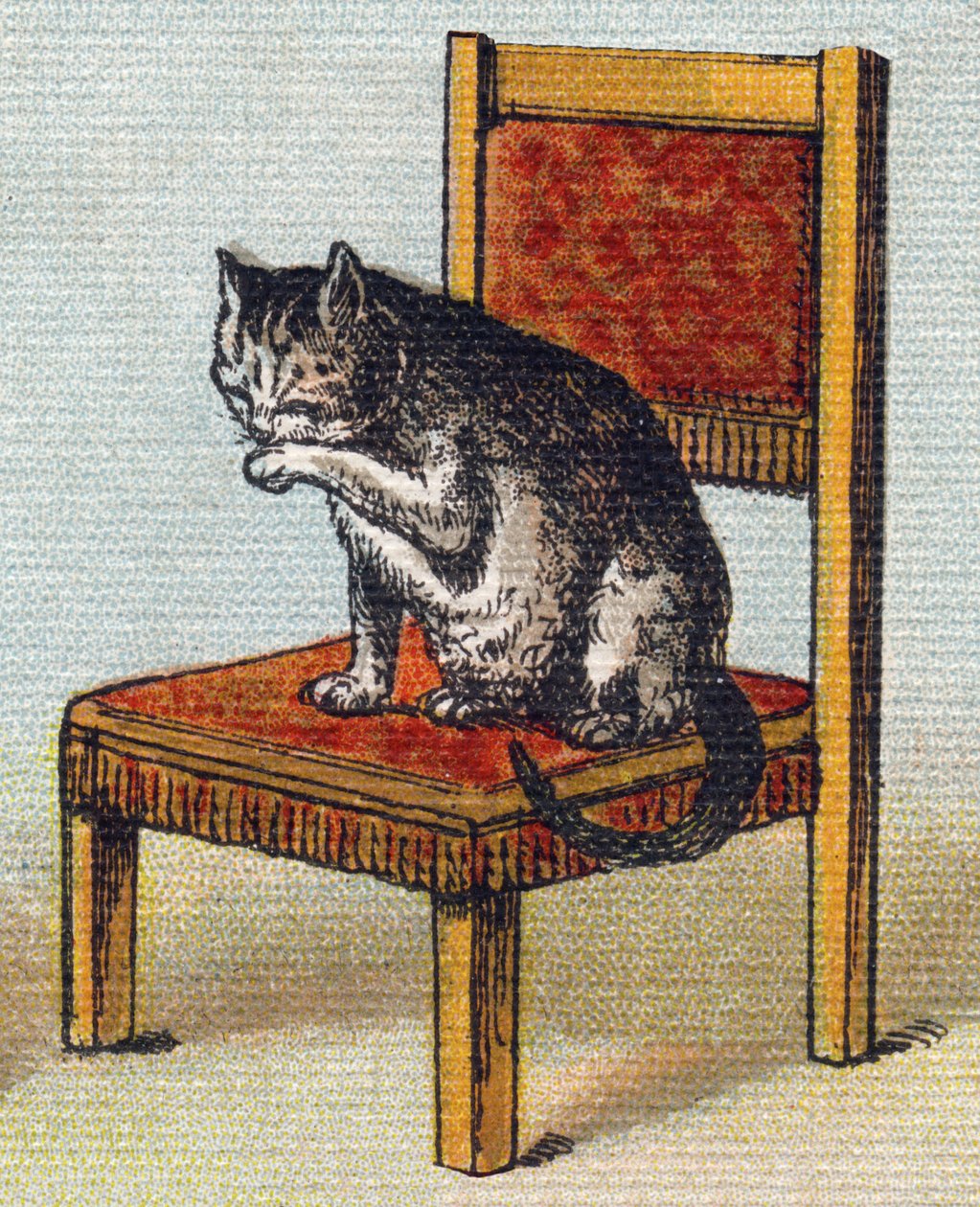 Un gatto su una sedia. Incisione in "Alphabet de ma petite fille". Bernardin-Bechet e Fils, librai-editori, Parigi, circa 1895. Album infrangibile su tela. Bibliotheque des Bebes. 12 pagine. Album contenente un metodo di lettura e un abecedario illustrativ da Unbekannt
