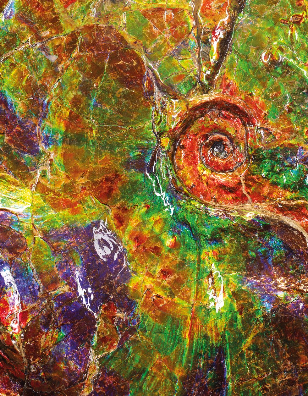 Un grande ammonite iridescente, dal Canada da Unbekannt