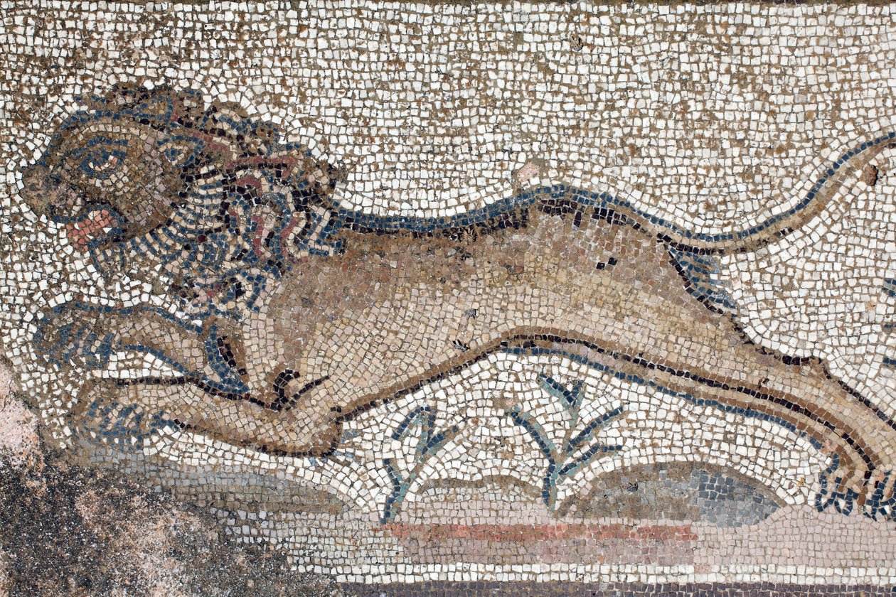 Un leone - Dettaglio di un fregio che raffigura scene di caccia accanto al pannello che rappresenta il primo bagno di Achille - Mosaici di Paphos, Villa di Teseo, V secolo d.C. - Cipro da William M. Timlin