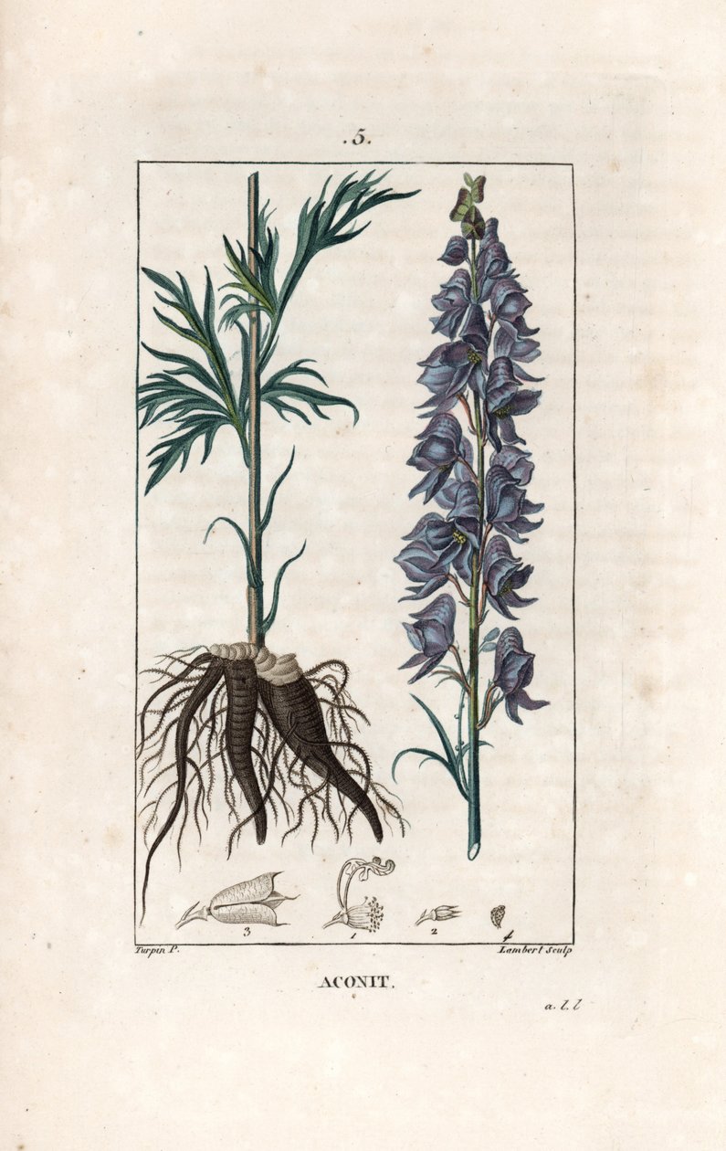 Aconito - Incisione di Lambert da un disegno di Pierre Jean Francois Turpin (1775-1840), da La flore médicale, di Chaumeton, Poiret et Chamberet, Parigi 1830 da Unbekannter Künstler