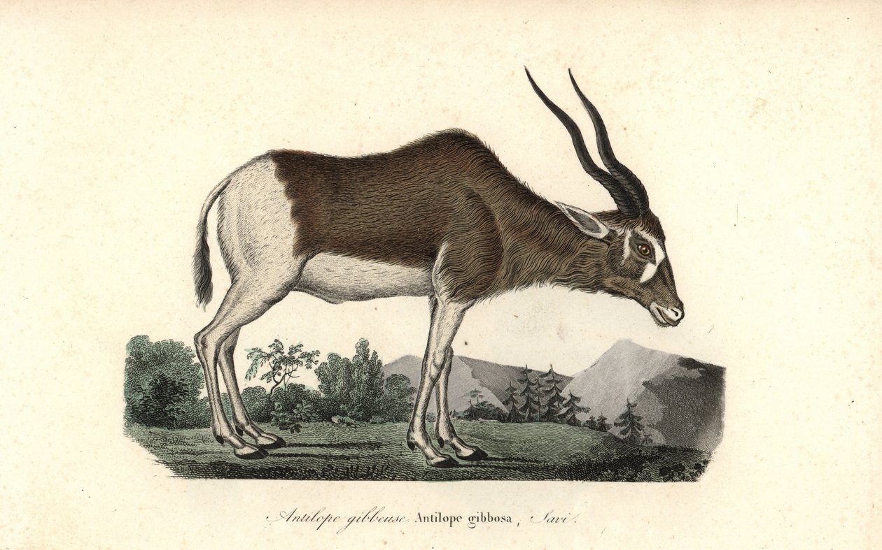 Addax o antilope dalle corna a vite, Addax nasomaculatus. Criticamente in pericolo da Unbekannter Künstler