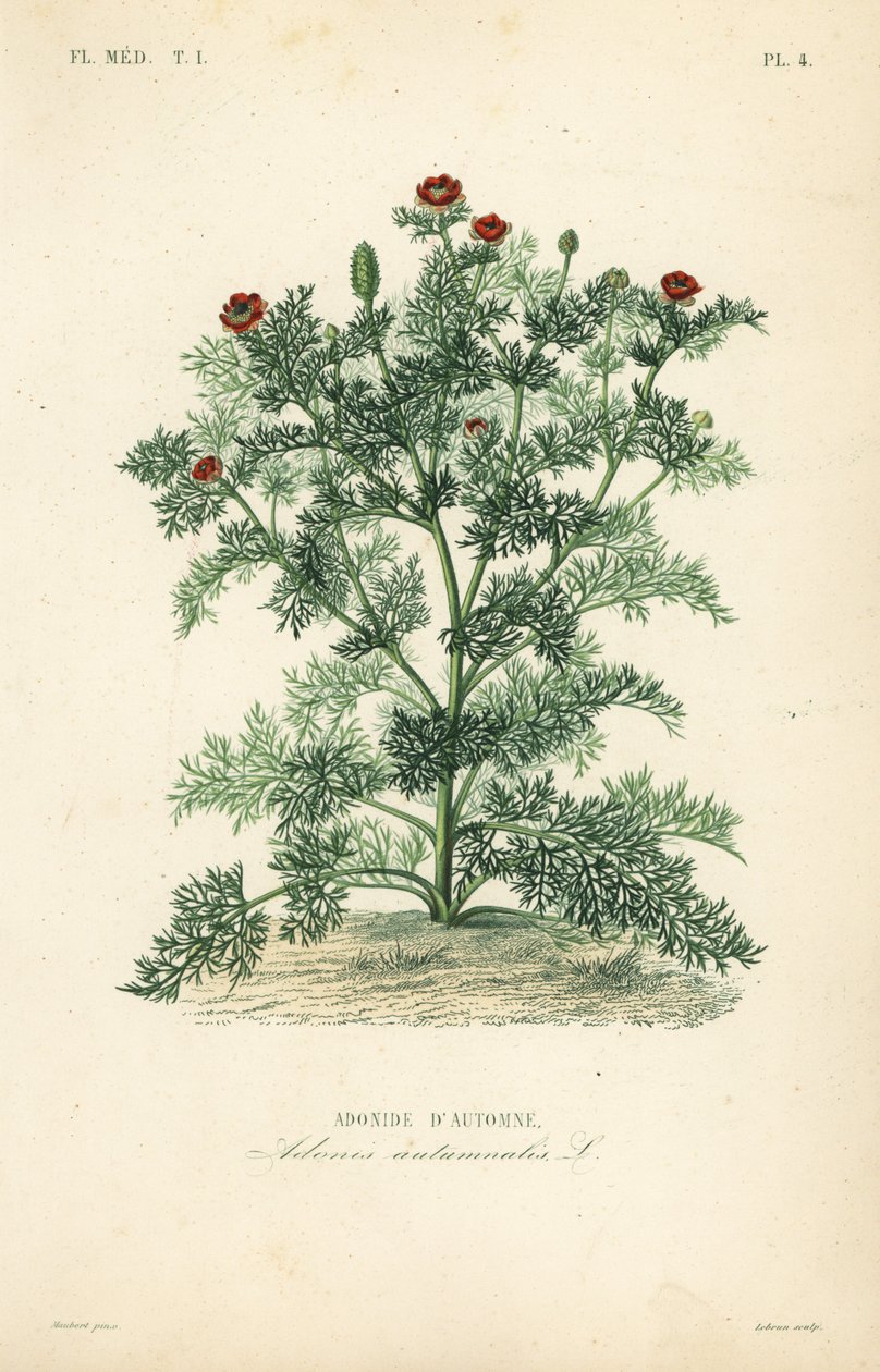 Adonis annua da Unbekannt
