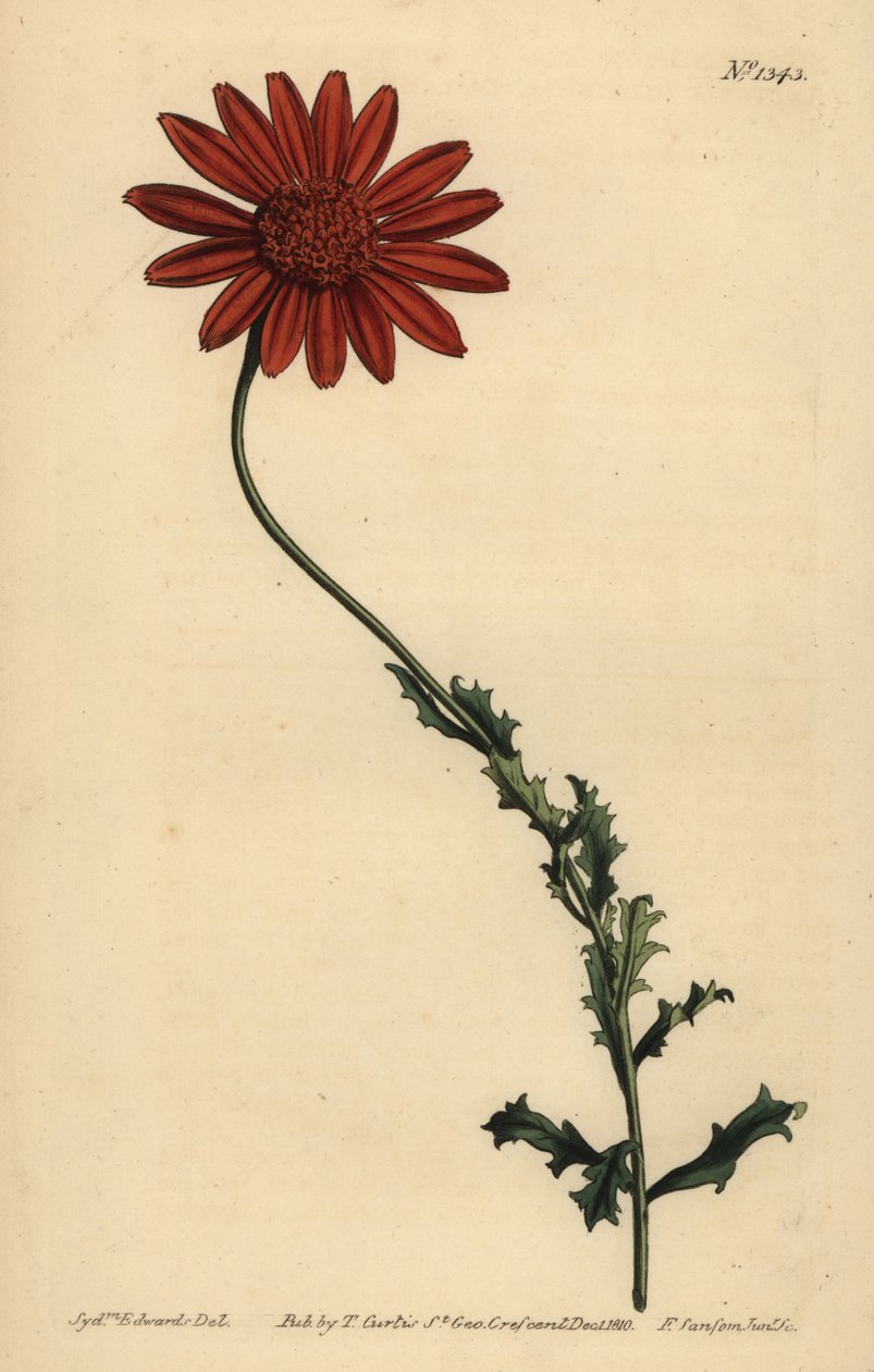 Margherita africana o Arctotis appiccicosa, Arctotis glutinosa da Unbekannt
