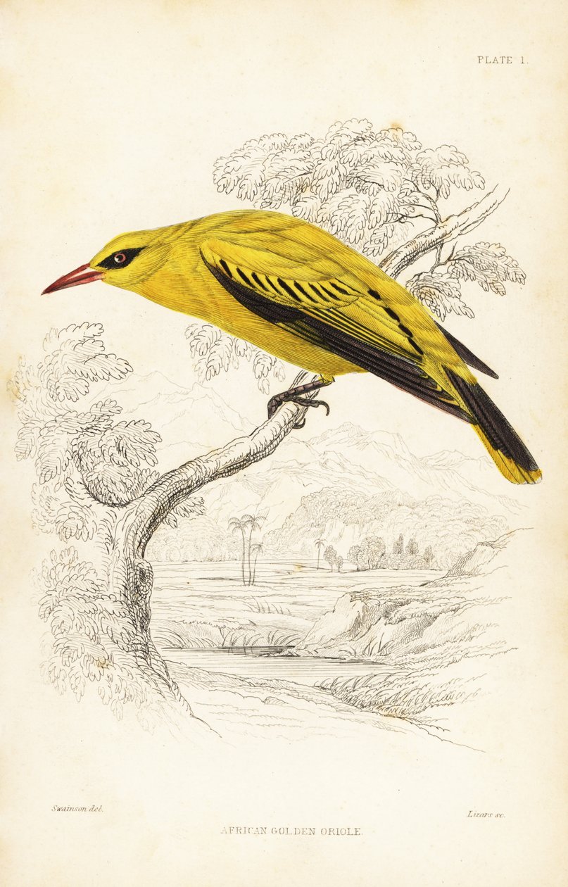Rigogolo dorato africano, Oriolus auratus. Incisione in acciaio colorata a mano di William Lizars da William Swainson da Naturalist