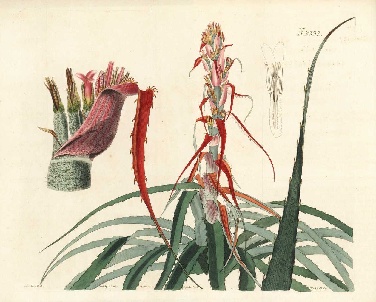 Aguava, Bromelia alsodes (Ananas a foglie strette, Bromelia sylvestris). Incisione a mano colorata su rame di Weddell da un