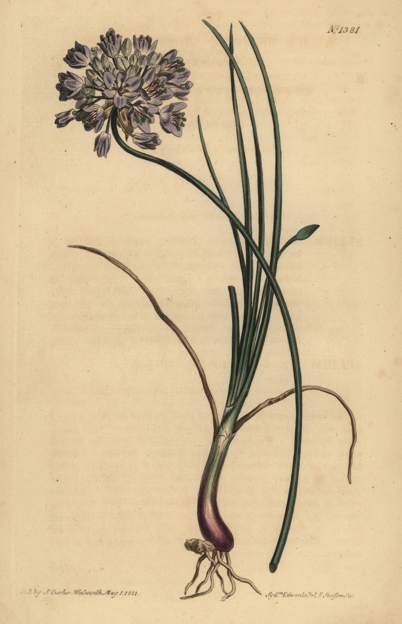 Allium stellerianum (Aglio a foglie di giunchiglia) da Unbekannt