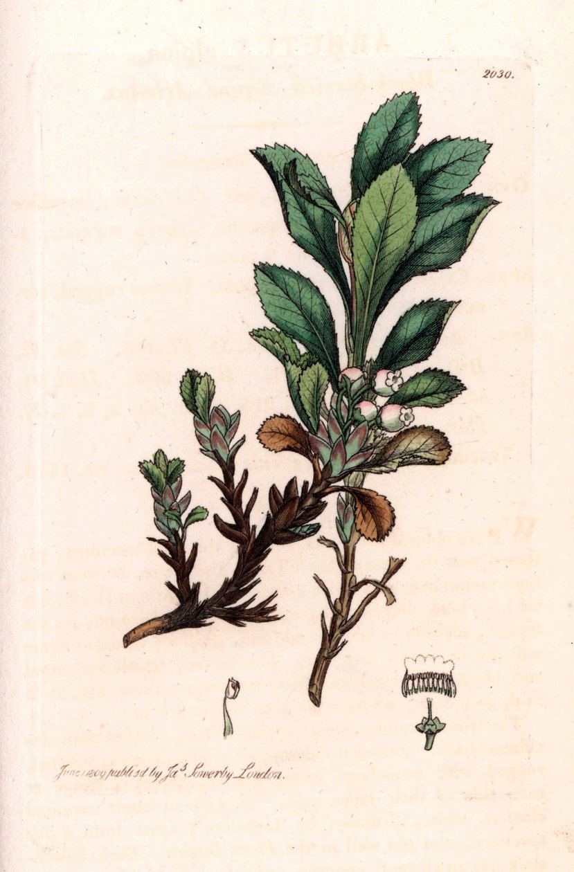 Busserole alpina o uva ursina alpina (Arctostaphylos alpina) - Litografia basata su un disegno di James Sowerby per l