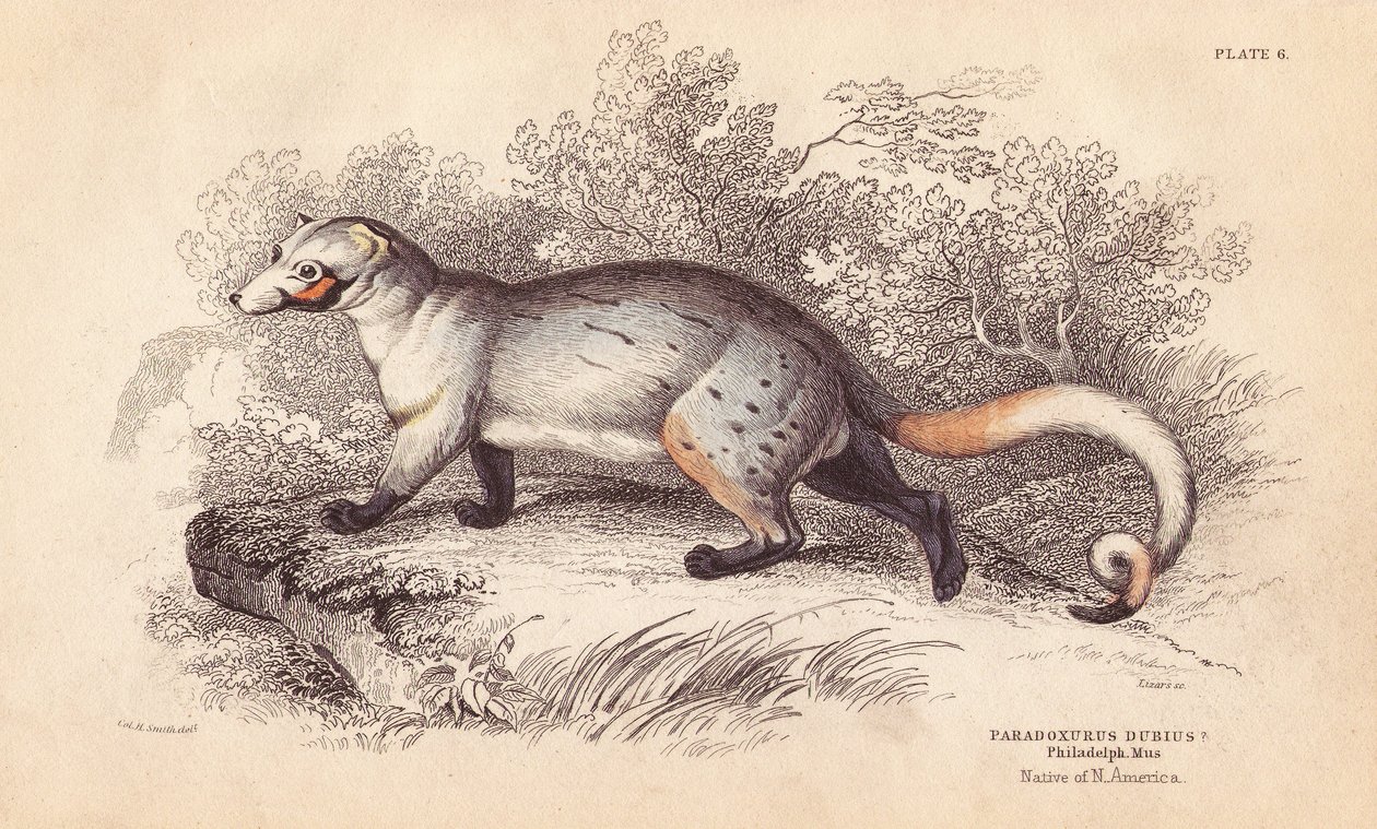Paradosso americano, Paradoxurus dubius da Unbekannter Künstler