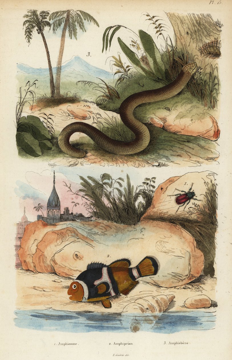Amphicoma scullelata 1, pesce pagliaccio, Amphiprion polymnus 2 e lucertola verme bianca, Amphisbaena alba 3 da Unbekannt