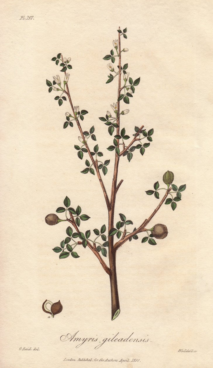Amyris elemifera o Albero di Elemi (Commiphora gileadensis) - Acquaforte di William Clarke per illustrare “Botanica medica, descrizione delle piante medicinali di Londra, Edimburgo e Dublino” di John Stephenson e James Morss Churchill da Unbekannter Künstler