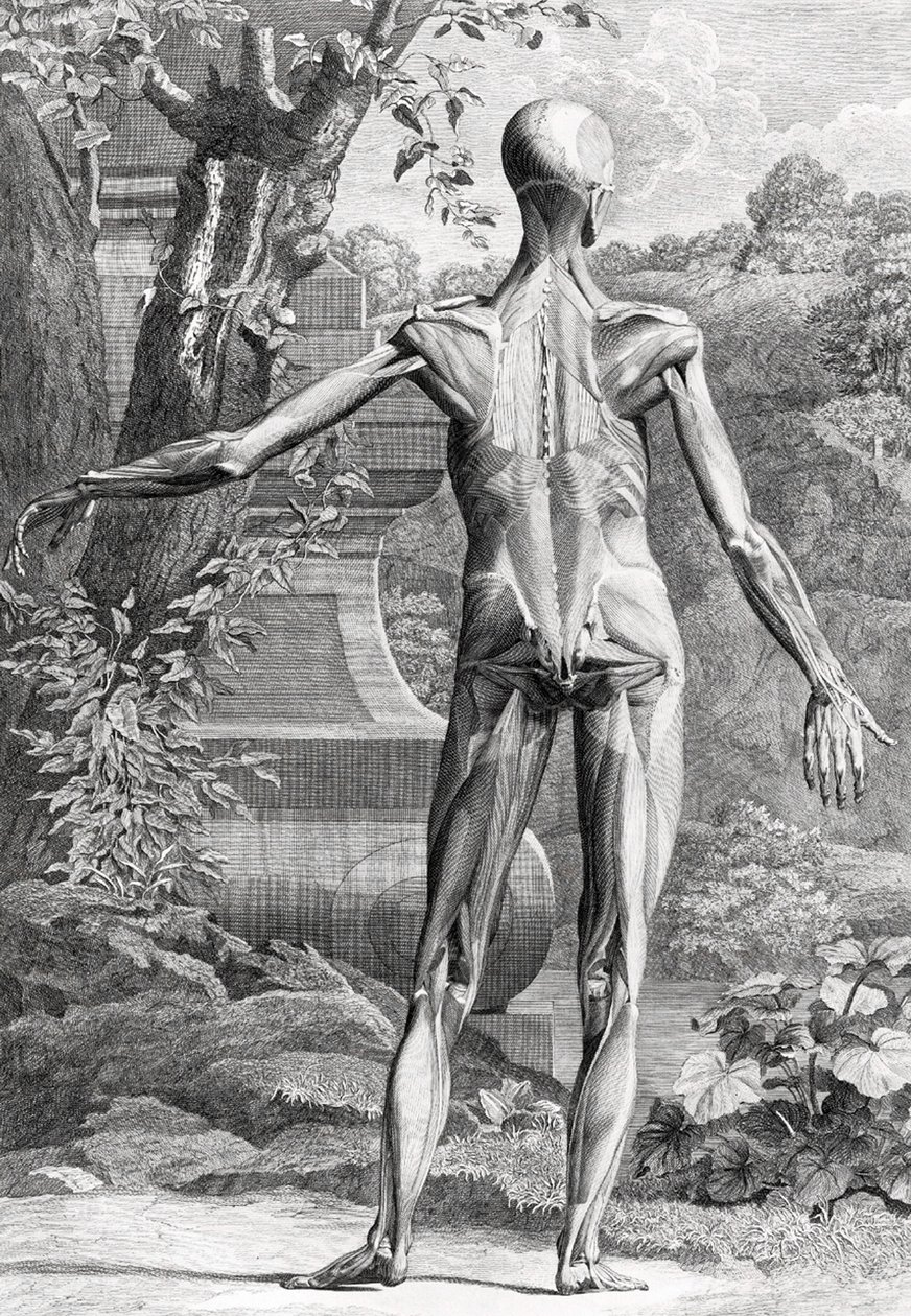 Illustrazione anatomica da Unbekannter Künstler