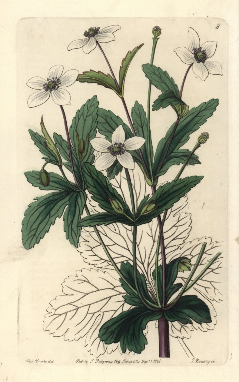 Anemone delle rive - Anemone rivularis. Incisione a mano colorata da 