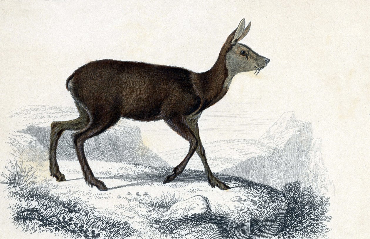 Tavola degli animali: Tragulo (Moschus Pygnueus). Mammiferi quadrupedi ruminanti - in 