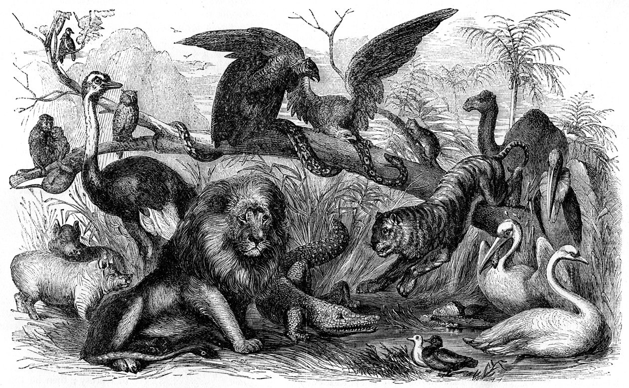 Animali proibiti agli israeliti - Bibbia da Unbekannter Künstler
