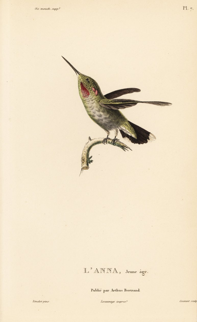 Colibrì di Anna, Calypte anna (Ornismya anna), giovane. Incisione in acciaio colorata a mano di Coutant da un