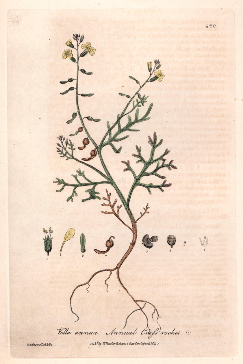 Vella annua. Tavola botanica di Isaac Russell, incisa da Charles Matthews, tratta da "Fenomeni Botanici Inglesi" di William Baxter (1788-1871) da Unbekannter Künstler