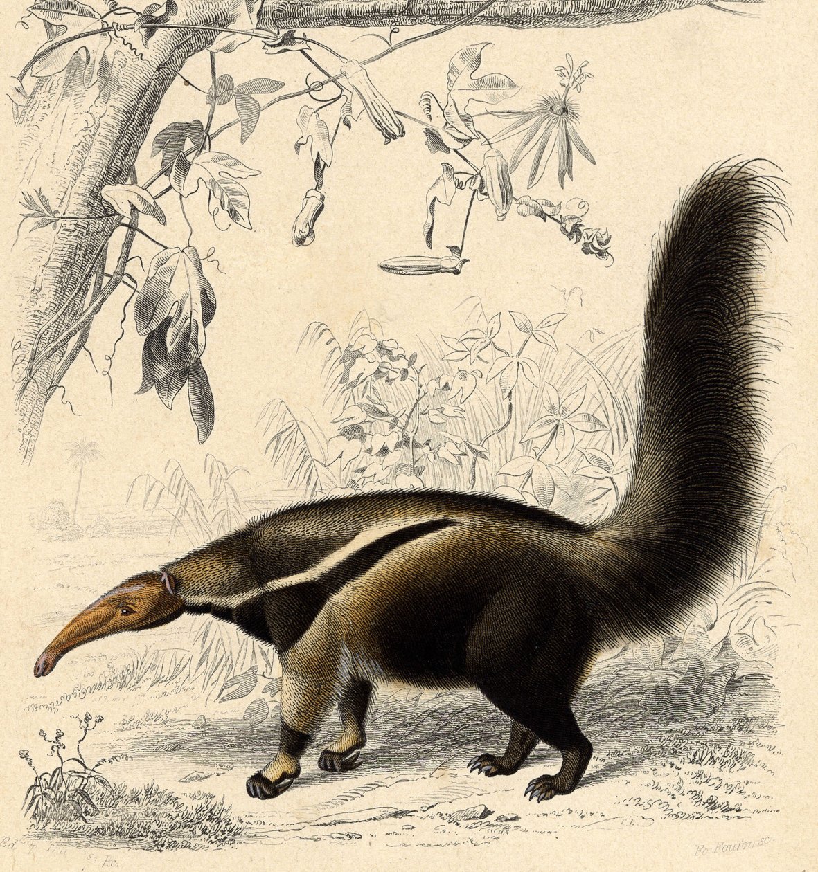 Formichiere gigante (Myrmecophaga jubata) da Unbekannter Künstler