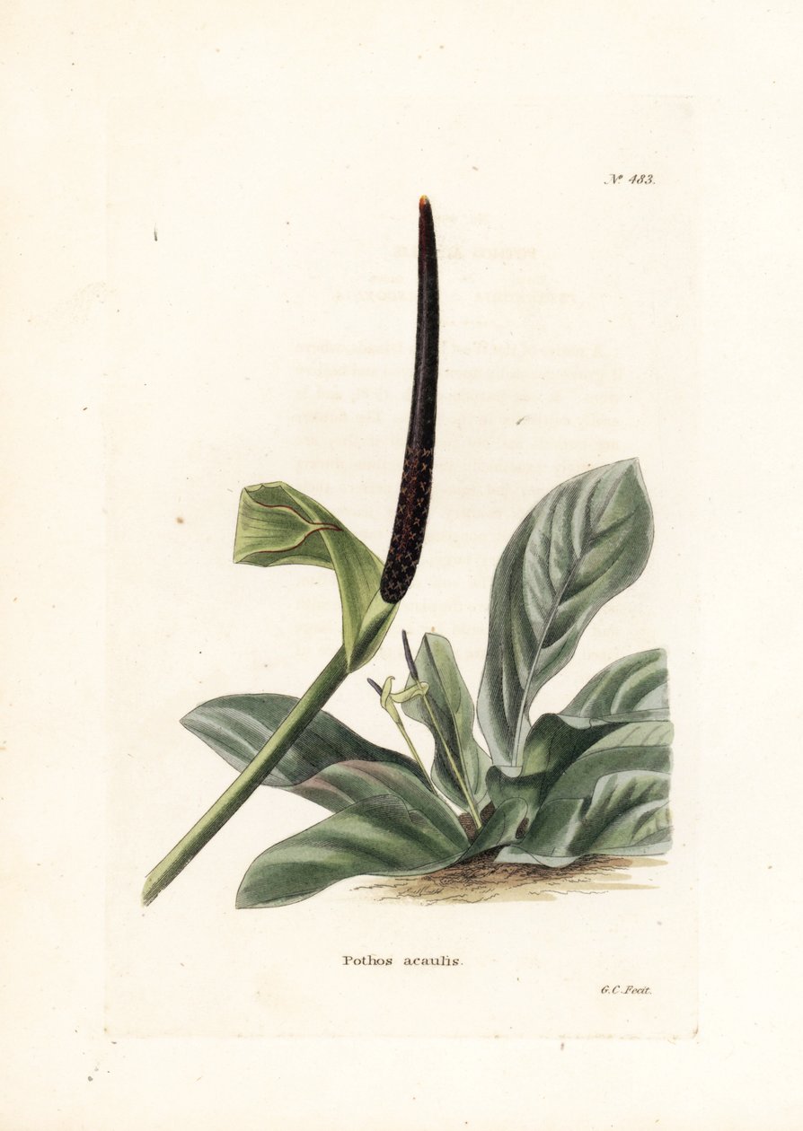 Anthurium nido d