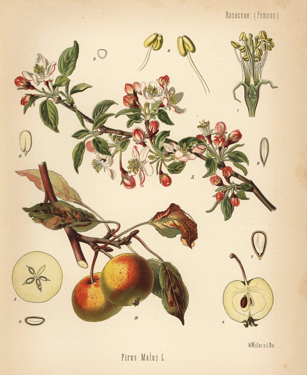 Melo, Malus domestica. Cromolitografia da un