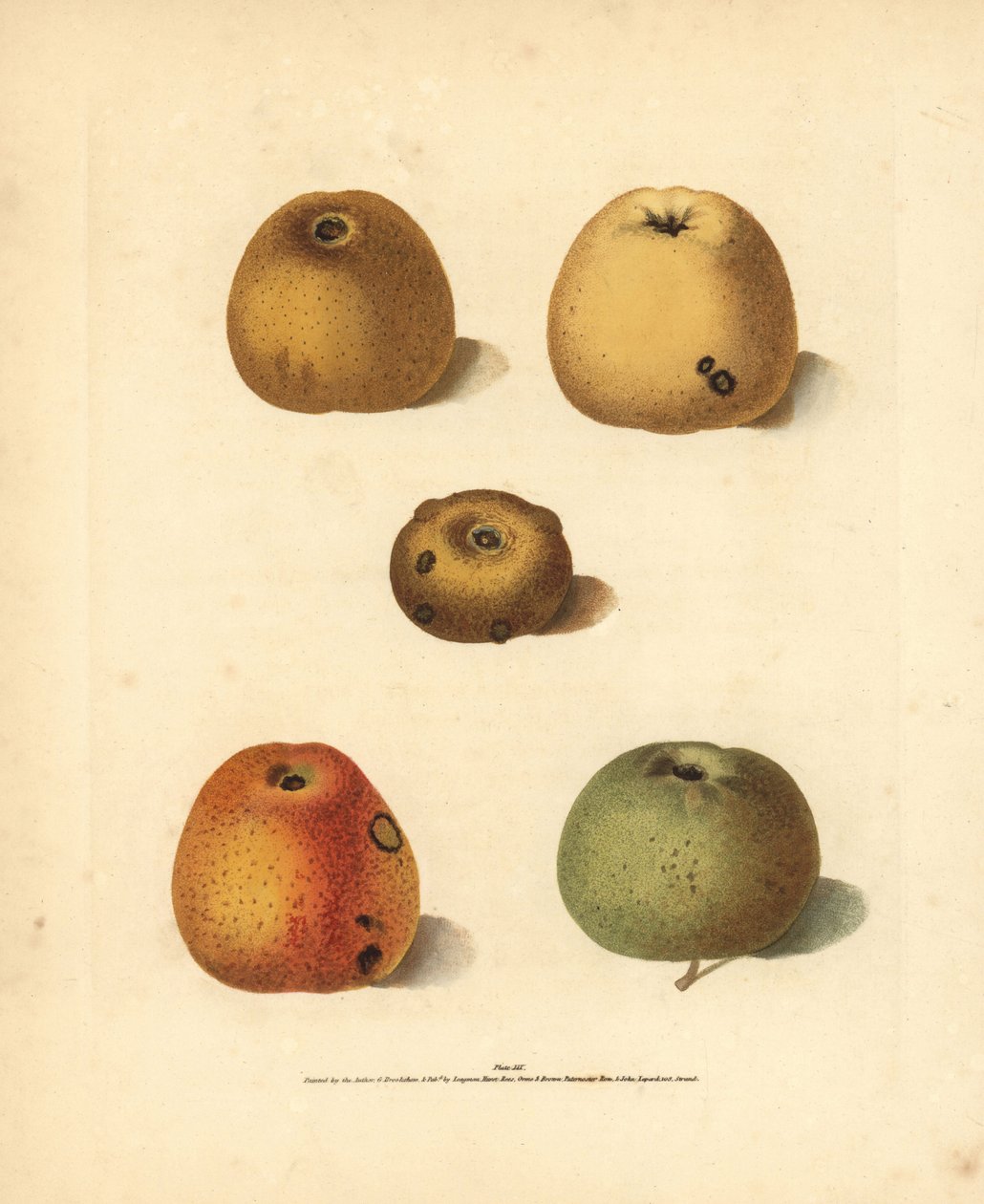 Varietà di mele, Malus domestica: Franklin