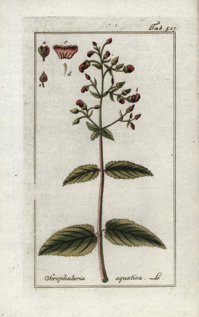 Scrofularia acquatica da Unbekannter Künstler