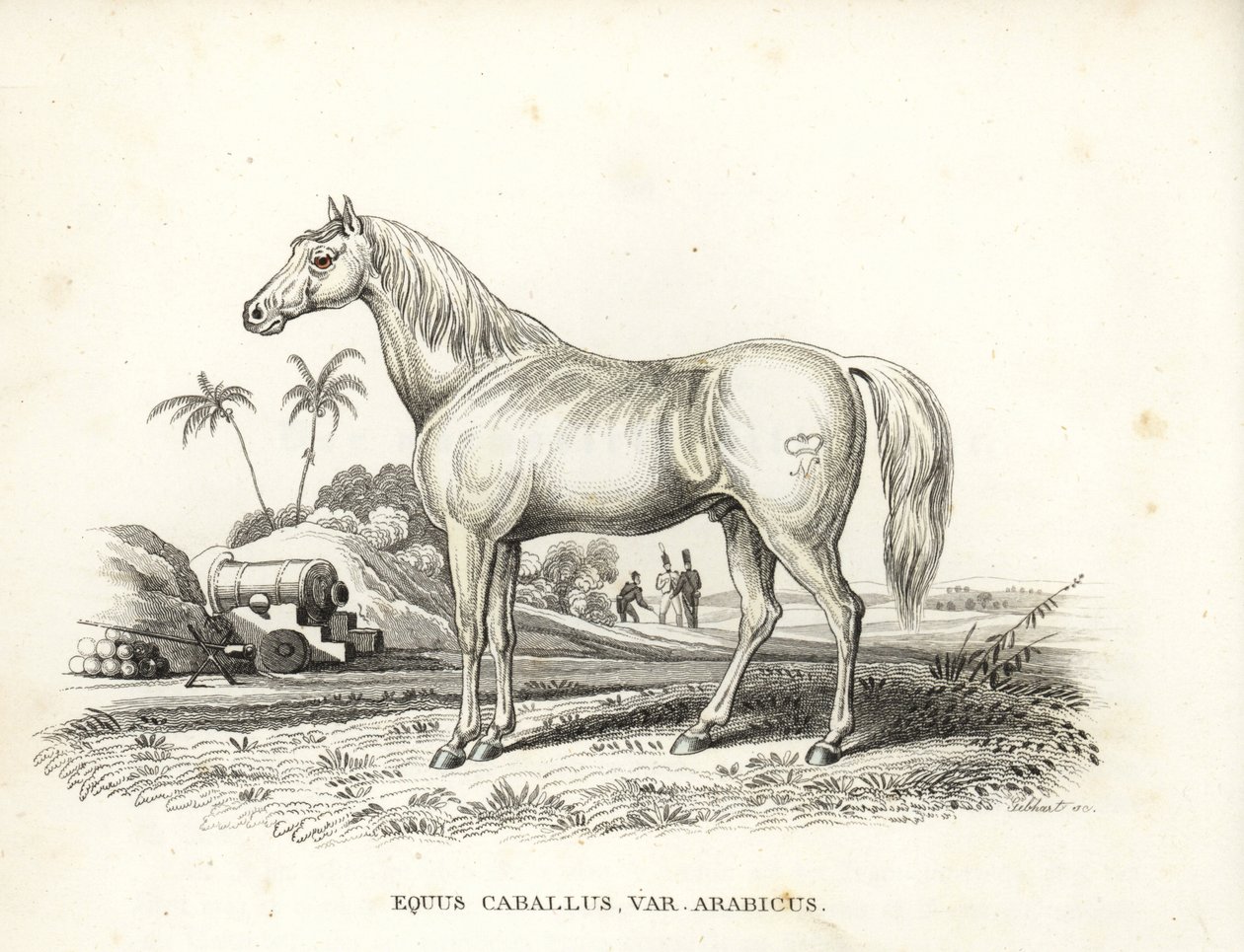 Cavallo arabo, Equus caballus var. arabicus, con il marchio di Napoleone sul fianco e soldati francesi e cannoni in un campo di battaglia nordafricano da Unbekannter Künstler