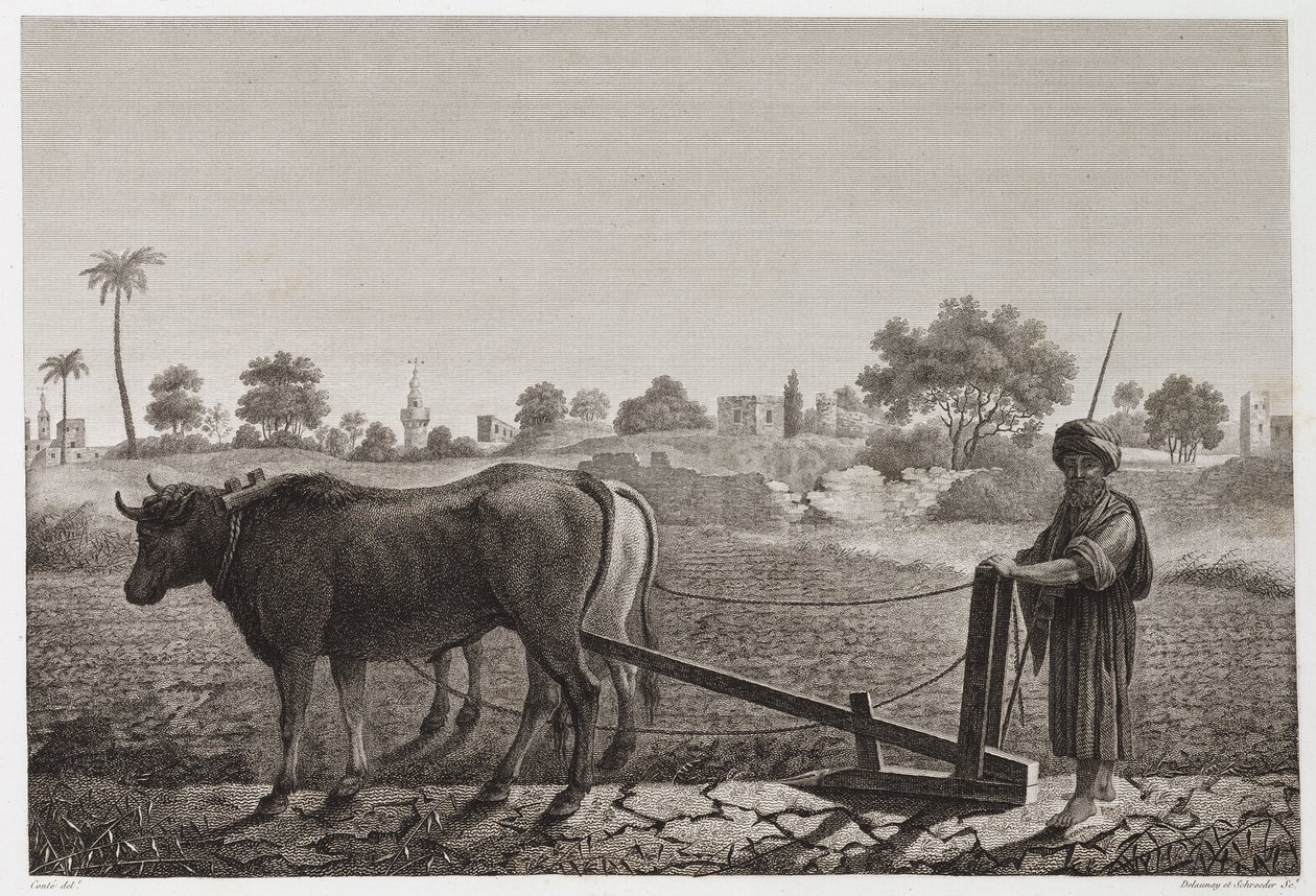 Aratura con buoi, Egitto, c. 1798 da Unbekannt