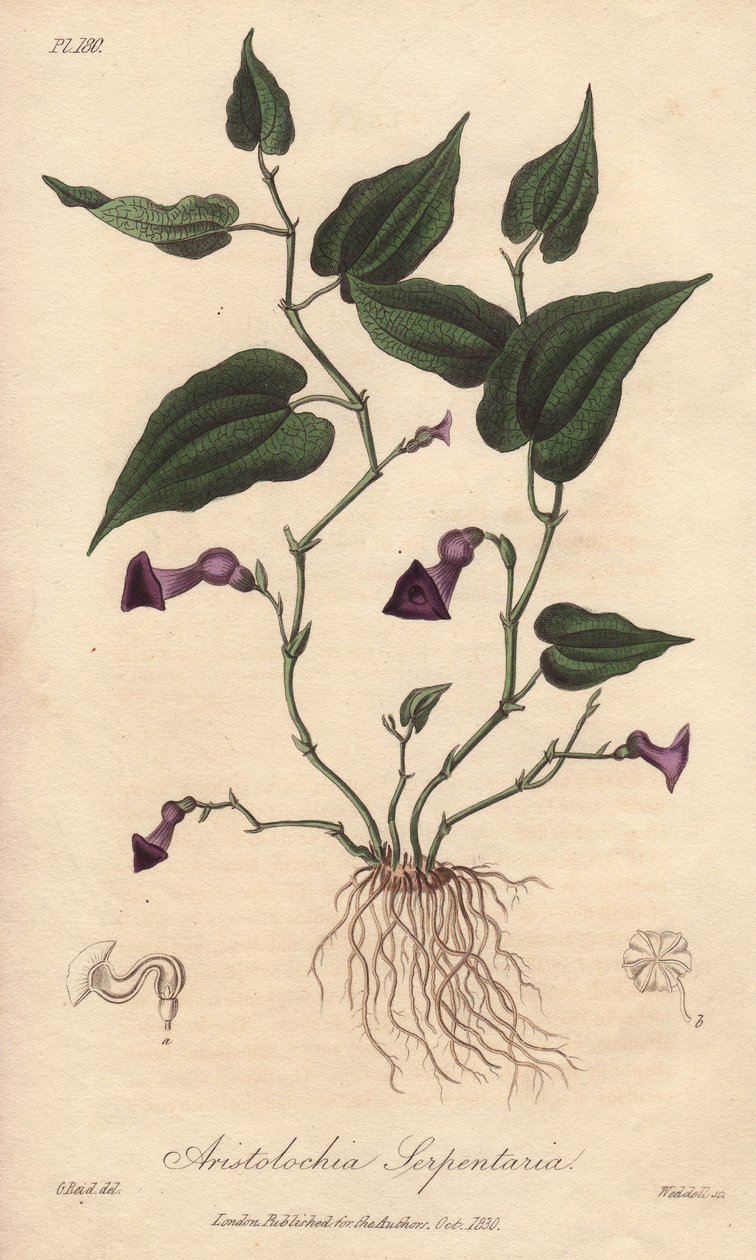 Aristolochia serpentaria - Acquaforte di William Clarke per illustrare “Botanica medica, descrizione delle piante medicinali di Londra, Edimburgo e Dublino” di John Stephenson e James Morss Churchill da Unbekannter Künstler