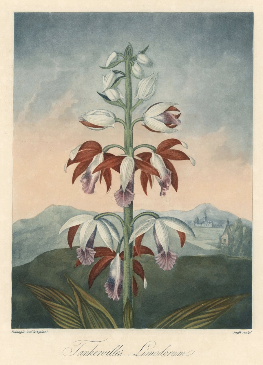 Varietà di orchidee asiatiche. Acquaforte, estratta da 