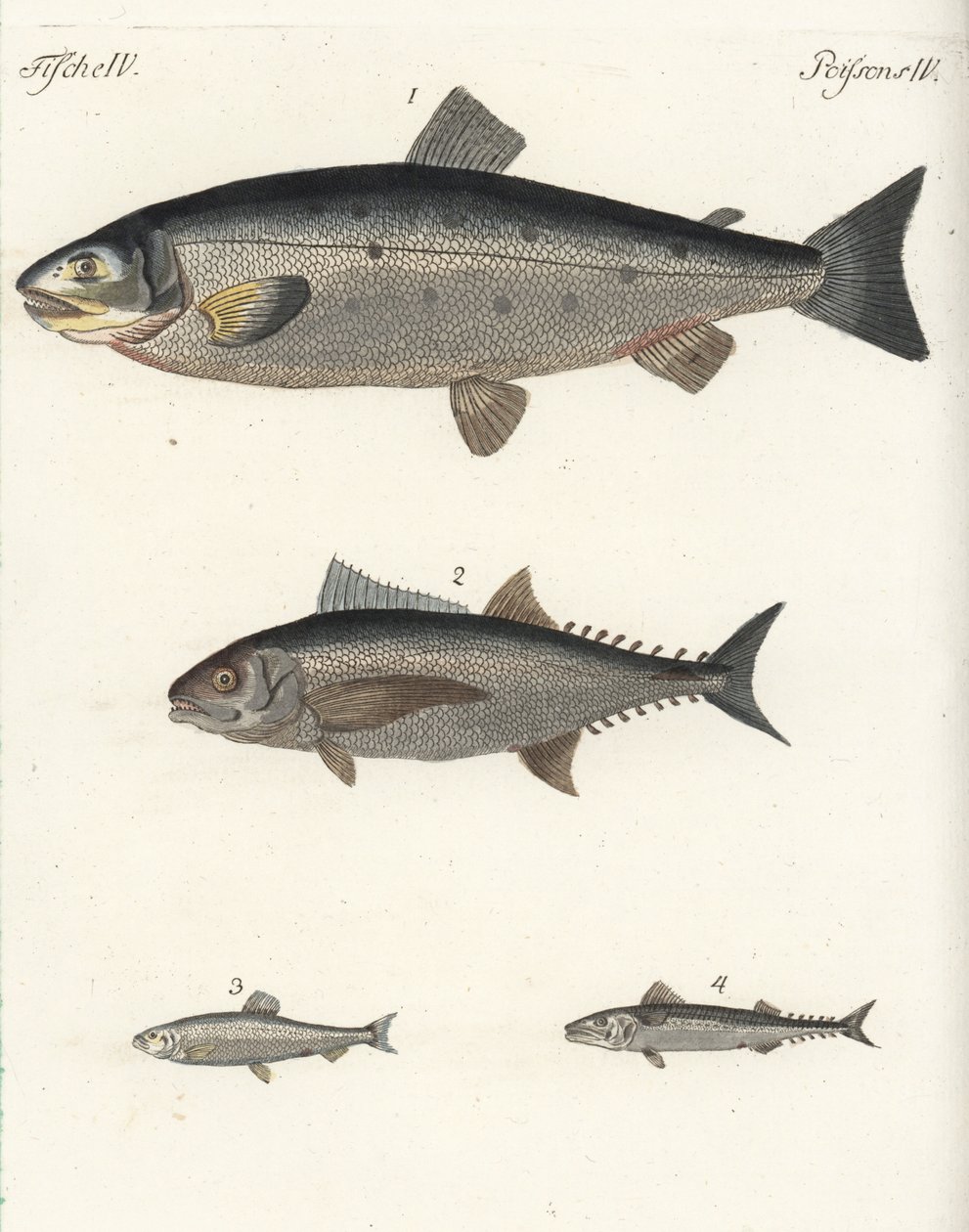 Salmone atlantico, Salmo salar 1, tonno, specie Thunnus 2, aringa atlantica, Clupea harengus 3, e sgombro atlantico (sgombro), Scomber scombrus 4. Incisione a rame colorata a mano dal 