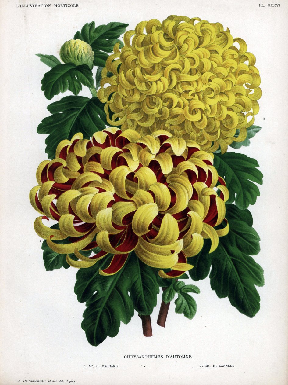 Crisantemi ibridi autunnali: M. C. Orchard ha un grande fiore giallo e cremisi e M. H.Cannell ha un grande fiore giallo da Unbekannter Künstler