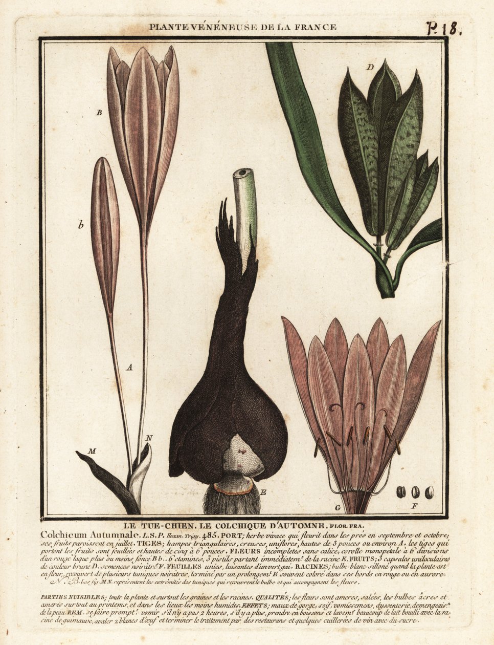 Colchico autunnale, Colchicum autumnale da Unbekannter Künstler