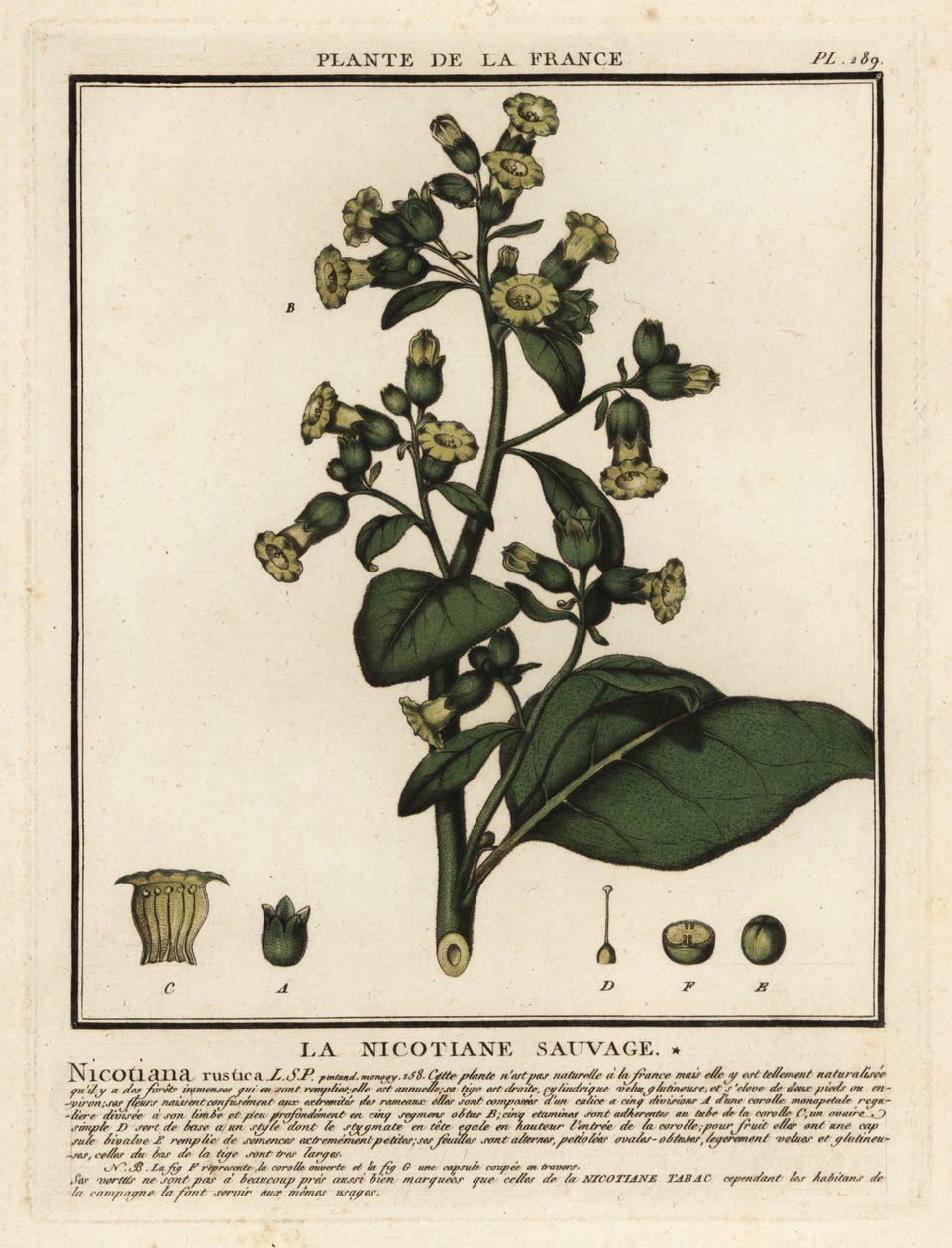 Tabacco azteco, Nicotiana rustica da Unbekannter Künstler