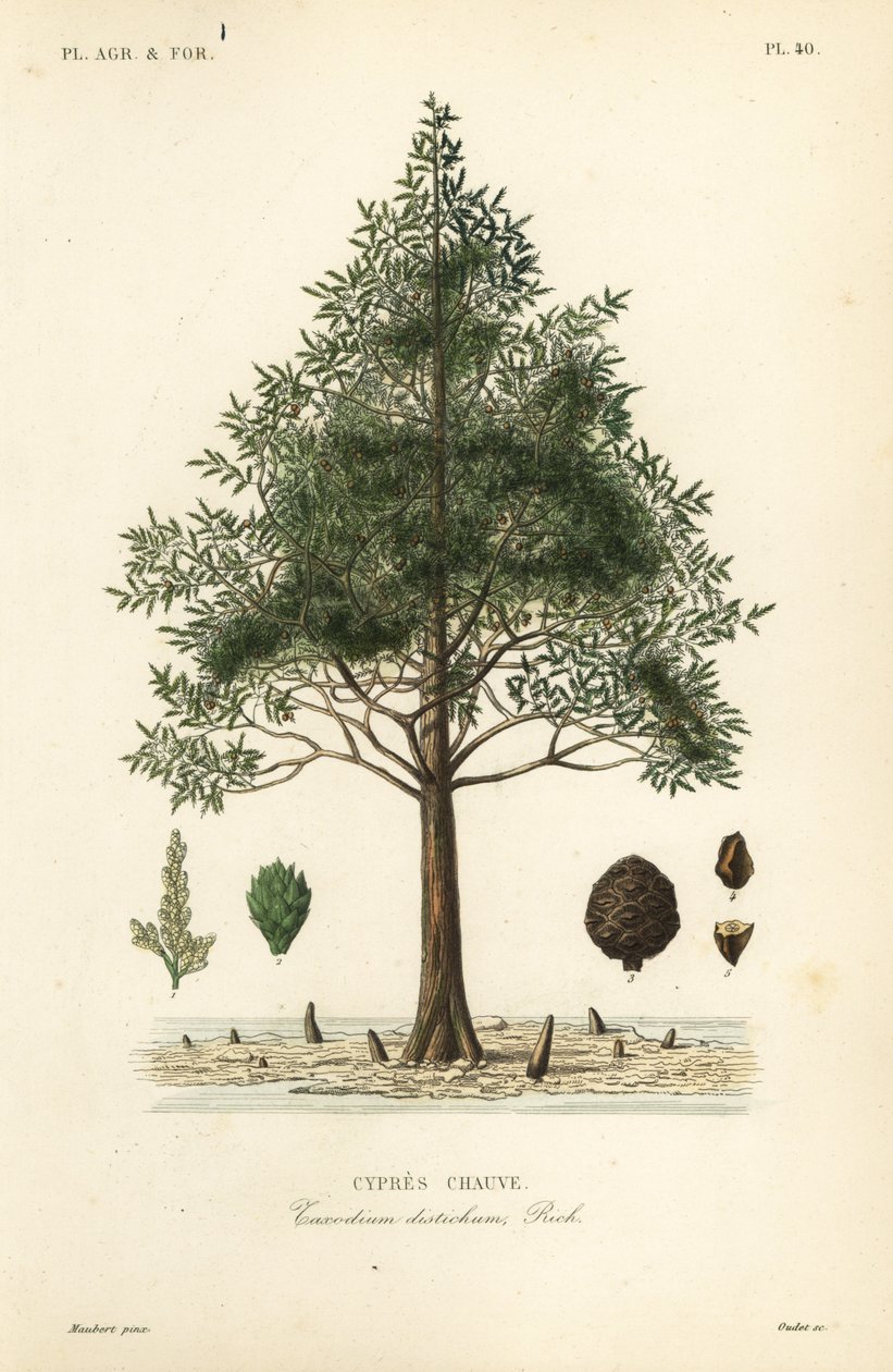 Cipresso calvo o cipresso delle paludi, Taxodium distichum da Unbekannt
