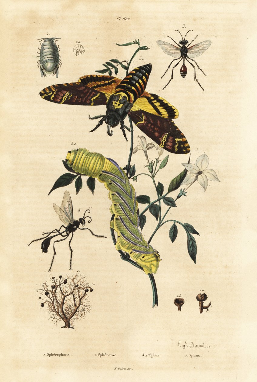 Lichene a palla, Sphaerophorus globulus 1, crostaceo Dynamene 2, vespe scavatrici, specie Sphex 3,4, e falena testa di morto africana, Acherontia atropos, e bruco 5 da Unbekannt