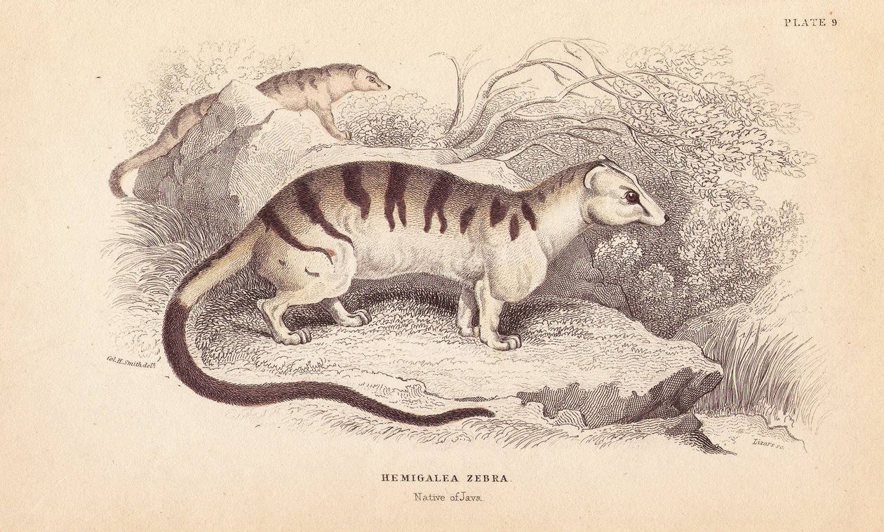 Zibetto palmato fasciato, Hemigalus derbyanus da Unbekannter Künstler