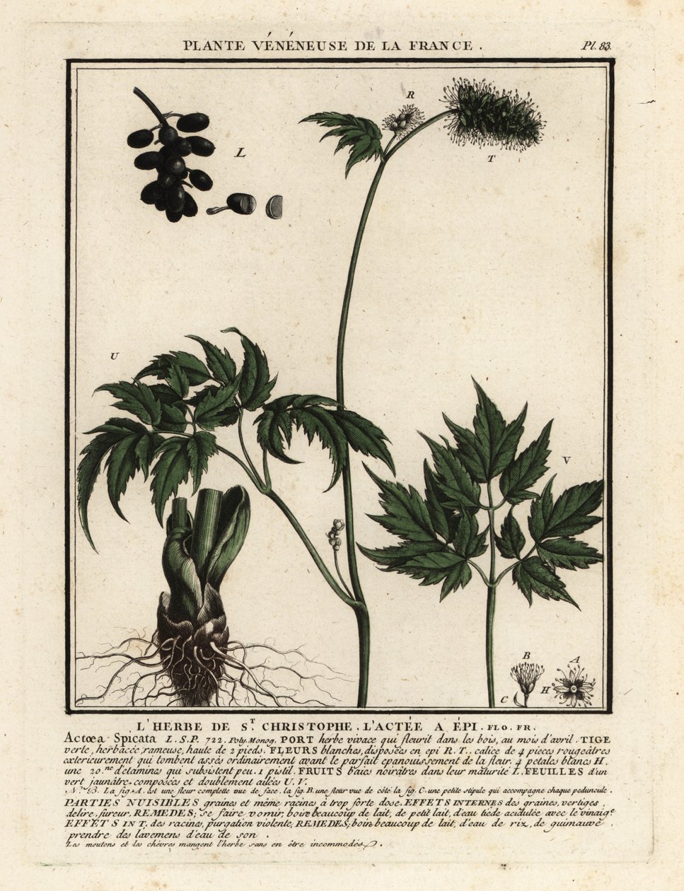 Erba velenosa, Actaea spicata da Unbekannter Künstler