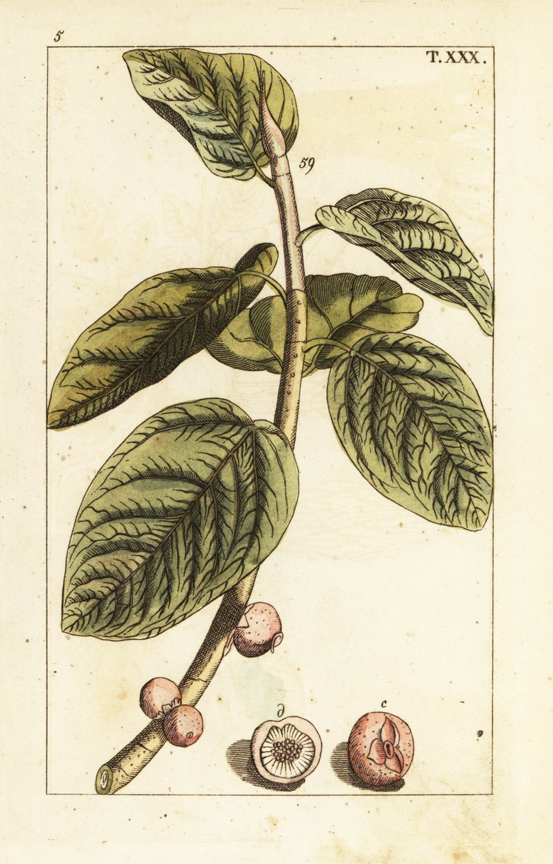 Ramo di fico banyan con frutto, Ficus benghalensis da Unbekannter Künstler