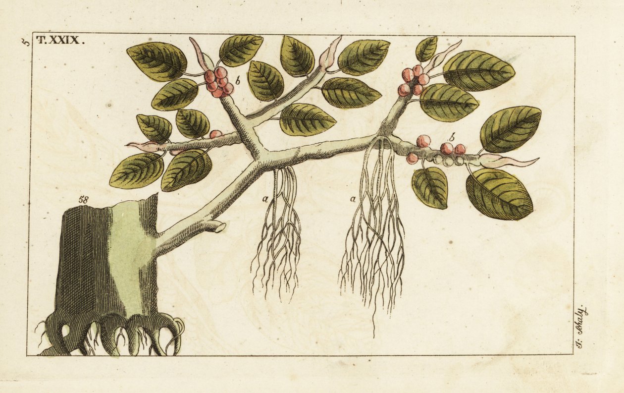 Fico banyan con radici aeree, Ficus benghalensis da Unbekannter Künstler